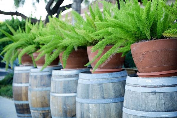 Tucson-Arizona Ferns in pots on barrels
